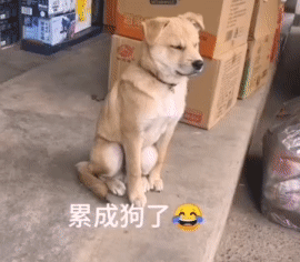 它在坚持什么，又不上班，困就去睡
#真的是困成狗了#  #狗狗可能累坏了#