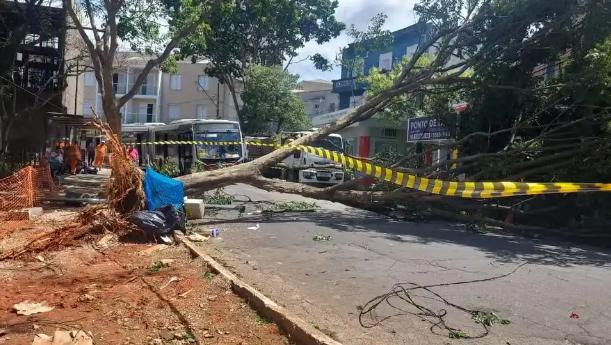 强风过境一片狼藉！巴西圣保罗 200 万用户断电，树木倒伏阻断交通。

凌晨的圣