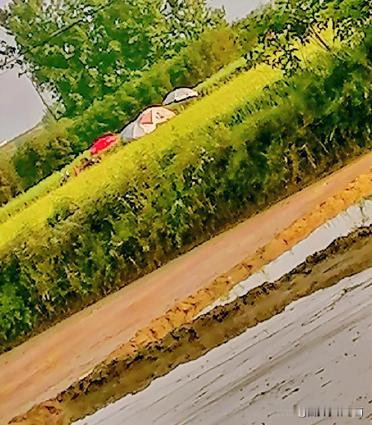 《田园景色（李林摄于汉中城固》