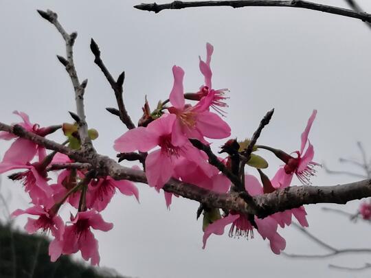 小三洲次第花开