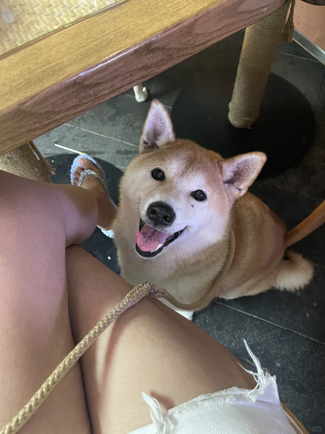 有小狗陪吃饭耶✌️