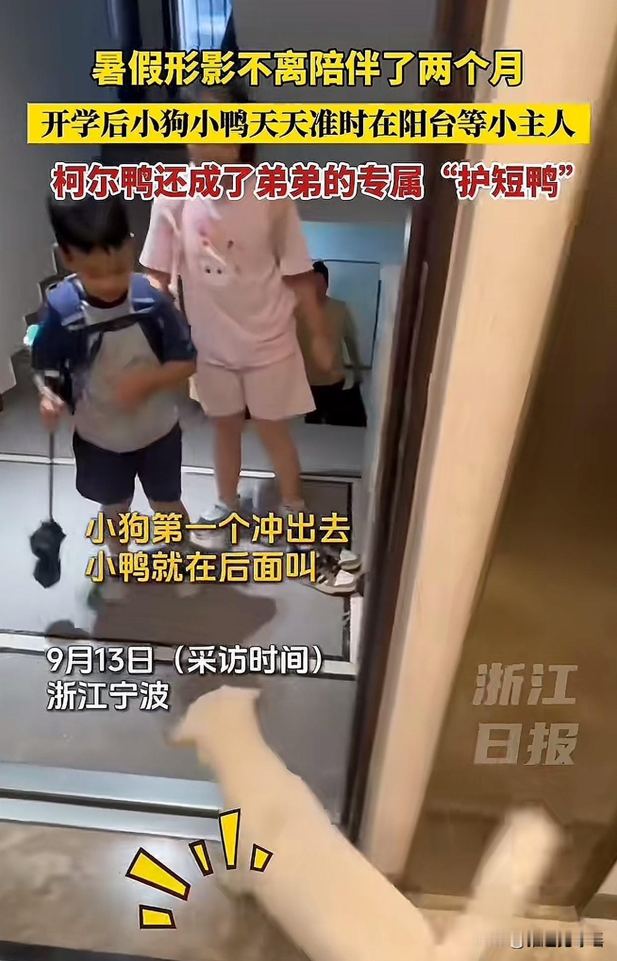 太逗了！
浙江宁波两个小朋友暑假里和狗狗“馒头”、柯尔鸭朝夕相处，才两个多月，就
