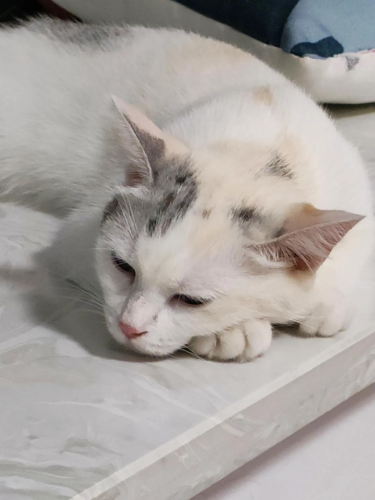 家里有点什么事，它要是不凑一下热闹，猫生都不完整了。

拆快递这种事那自然是要参