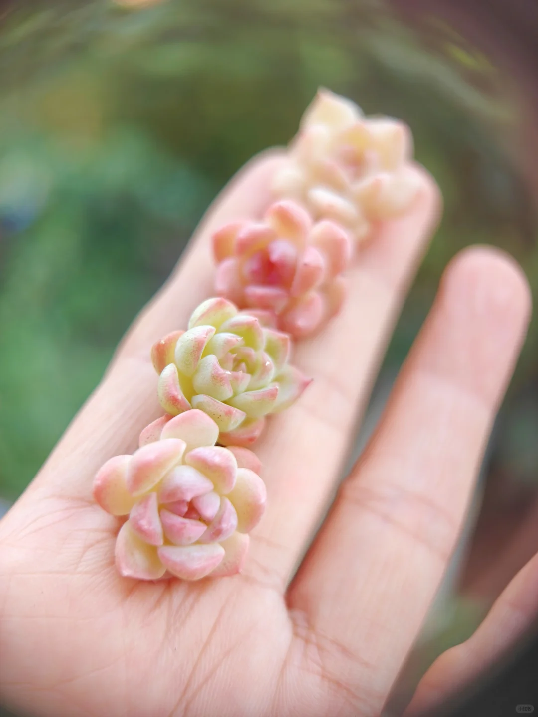 E姐多肉花盆｜给顾客选一份