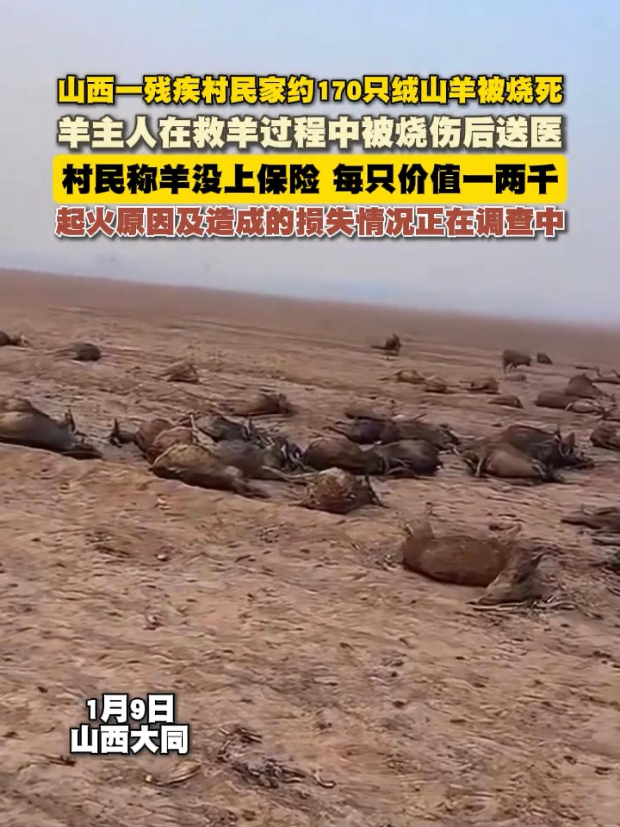山西大同，170多只羊被烧死现场！养羊人杨先生，只有一只左手，妻子常年卧病在床，