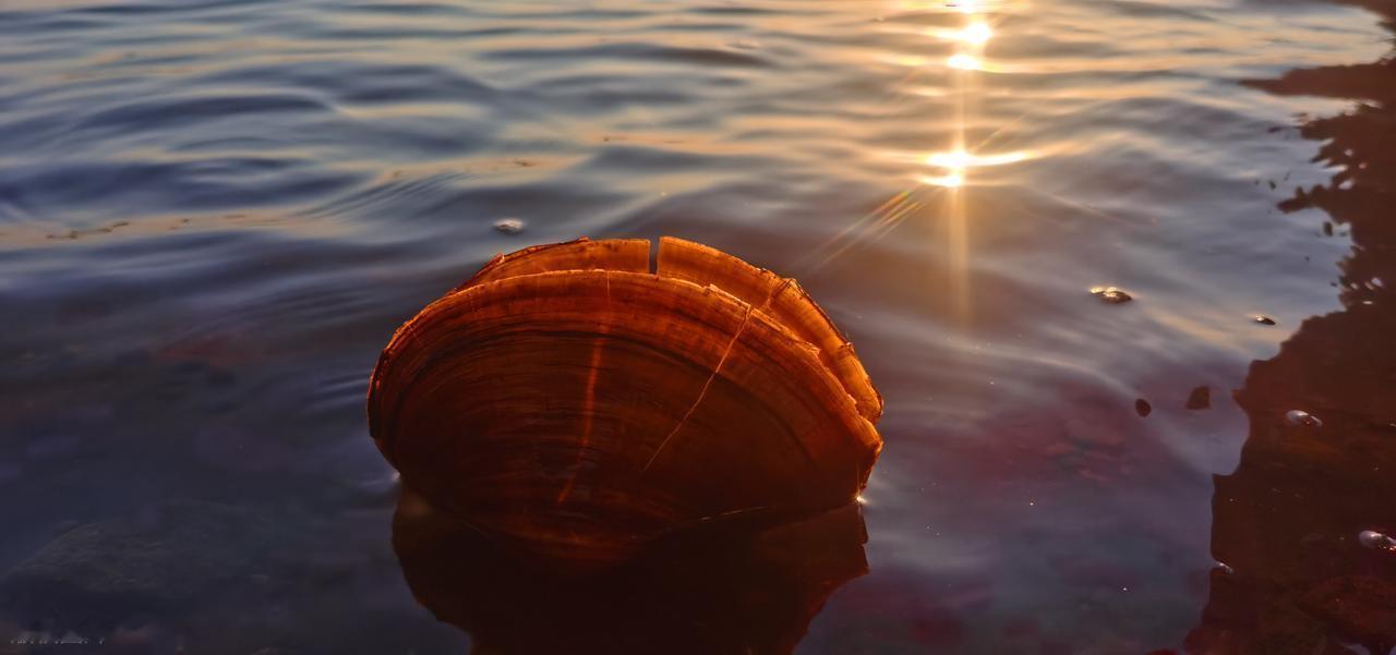 明朝传奇故事
特大号巨蚌
有一家人住在陈湖之滨，水从戒坛湖北来，流到韩永熙家墓地