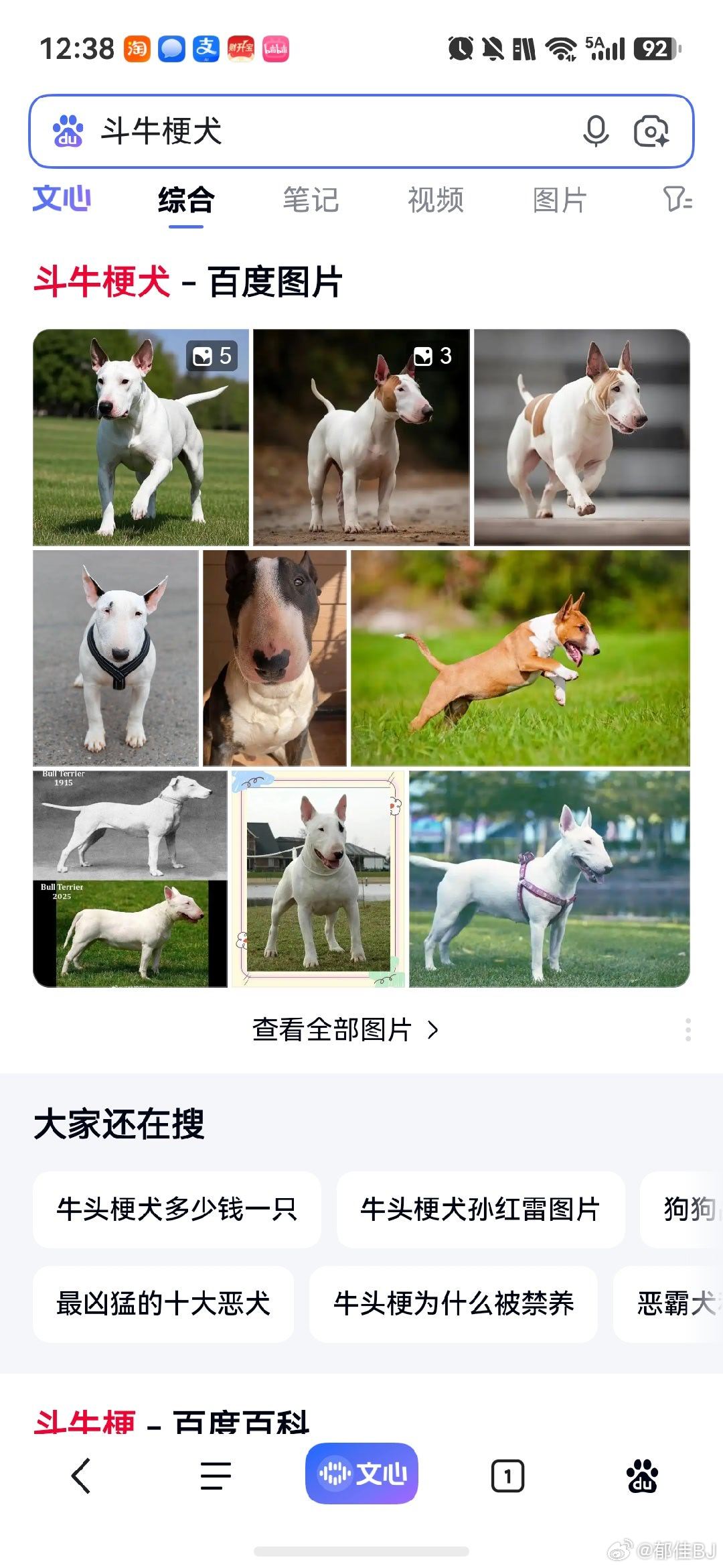 猛犬还有人养，严查[怒][怒][怒][怒] ​​​