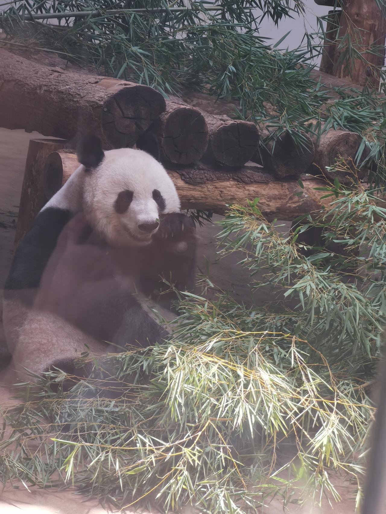 有个爱好，平时没事最喜欢看大熊猫，国宝长的与众不同，脾气性格也是独一无二，没有一
