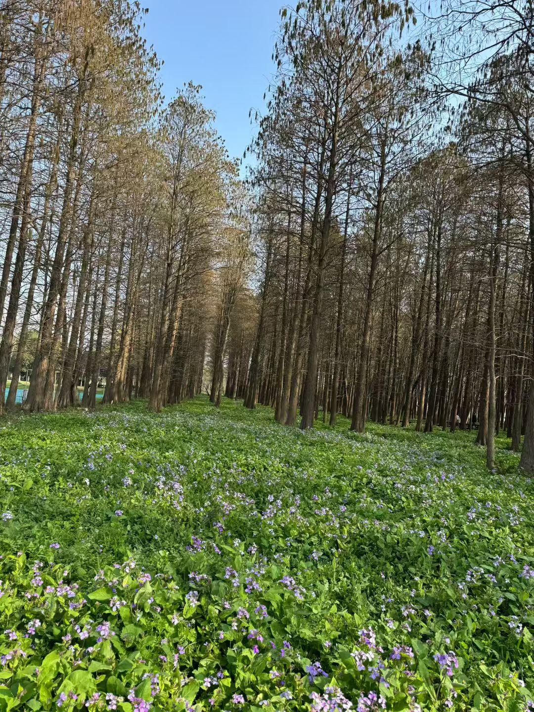 天南地北大拜年林间绿意铺满地，二月兰开春意浓，岁月静好，自在从容。