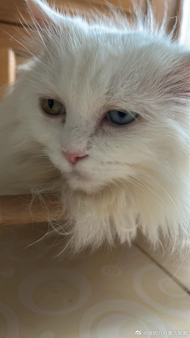 小猫骑冬瓜后遗症太美了 