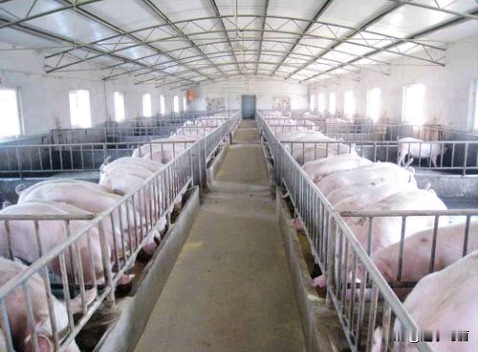 猪肉跌到四块钱一斤，养殖户赔钱卖，巨头还在扩产，这市场到底谁在扛着？

现在买猪