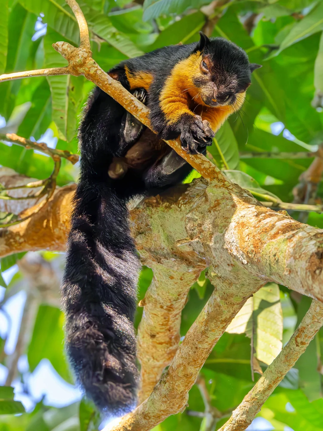 巨松鼠真是好大的一只松鼠啊！