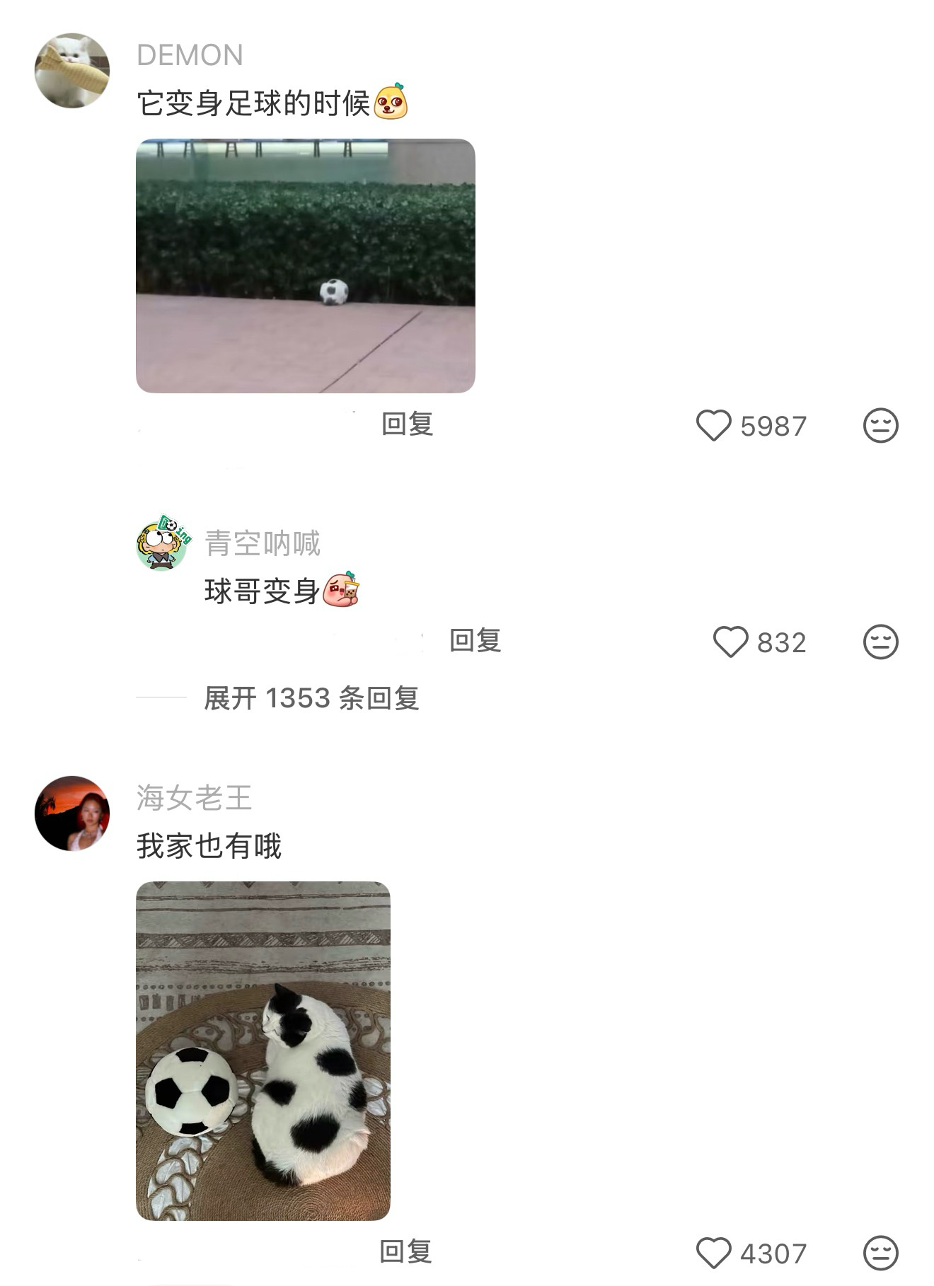 第一次见足球猫 