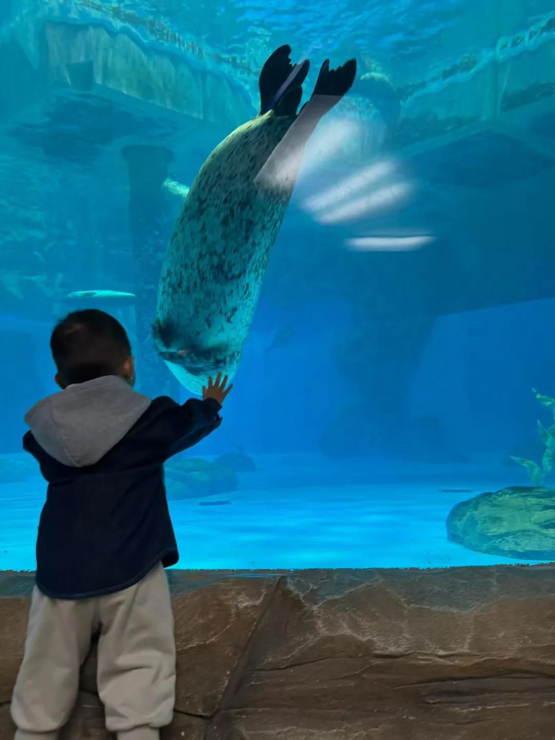 海洋公园真的太有魅力啦！天津极地海洋公园的7只斑海豹宝宝萌翻众人。它们肉嘟嘟的，