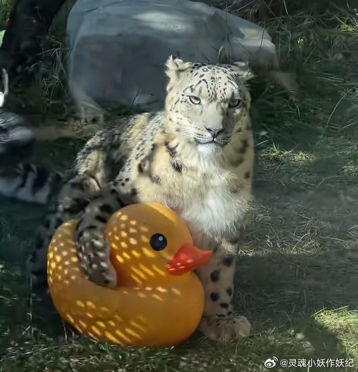 凌小蛰：我和鸭鸭天下第一好 ​​​