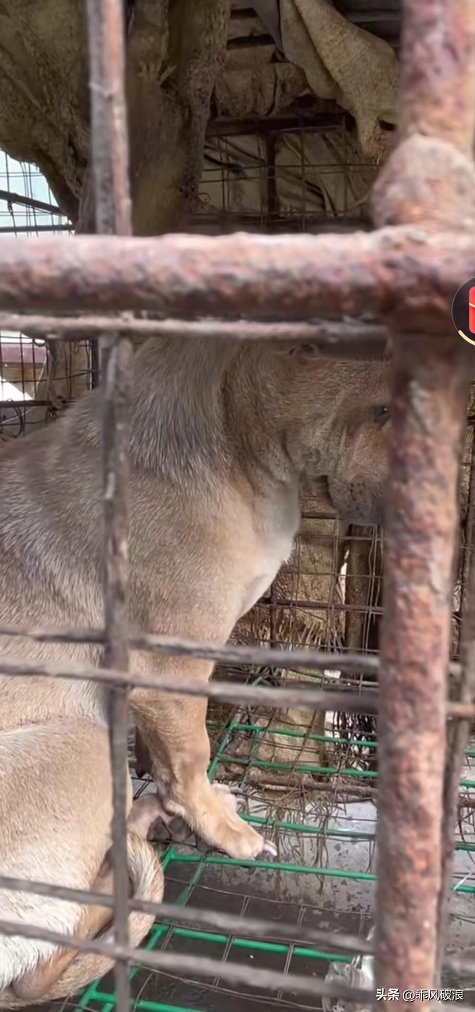 今天去菜场买菜，偶然看到一位老爷爷正在杀狗。一只被关着的狗狗吓得瑟瑟发抖，我路过