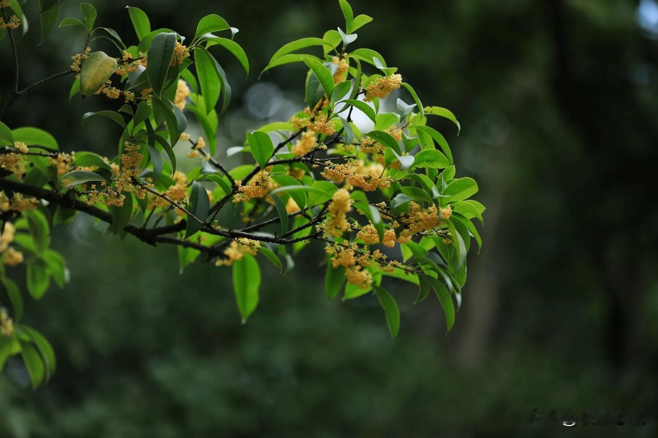 虽然上海的桂花处处可见，但还是喜欢到桂林公园拍桂花。
#记录秋日生活点滴##那些