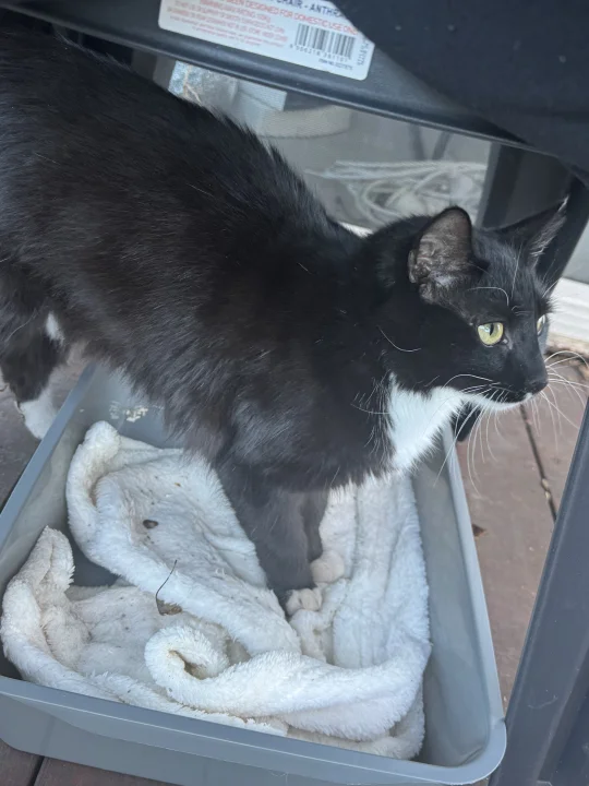 小猫咪真是越养越上头！！