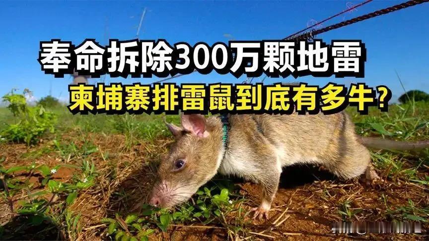 爱狗人士阻止大家吃狗肉，捕杀流浪狗的一个理由是狗是人类的朋友，它们可以导盲、缉毒