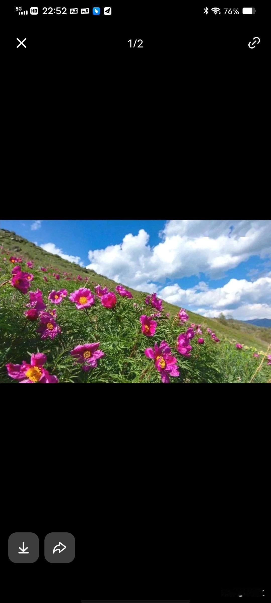 米东区滴水沟野生芍药谷（乌鲁木齐近郊），是东天山一处免费的野生窄叶芍药花海，五一