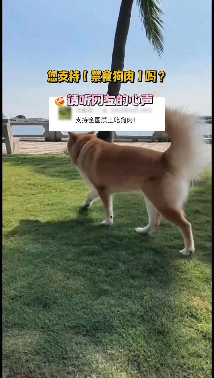 您支持禁食狗肉吗？请听网友的心声。
支持全国禁止吃狗肉。