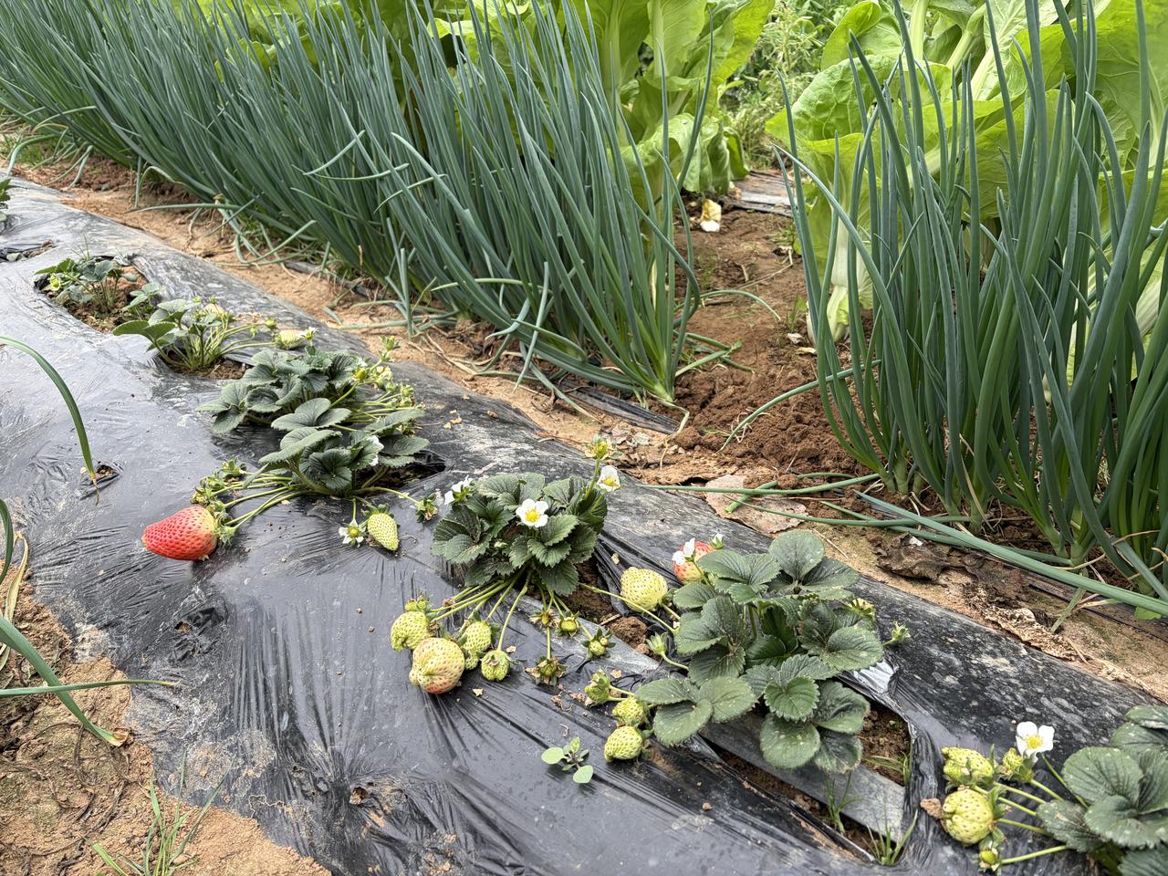 自己种的菜多得吃不完了，又不想白送人，卖又卖不了几个子儿，这可咋办？

    