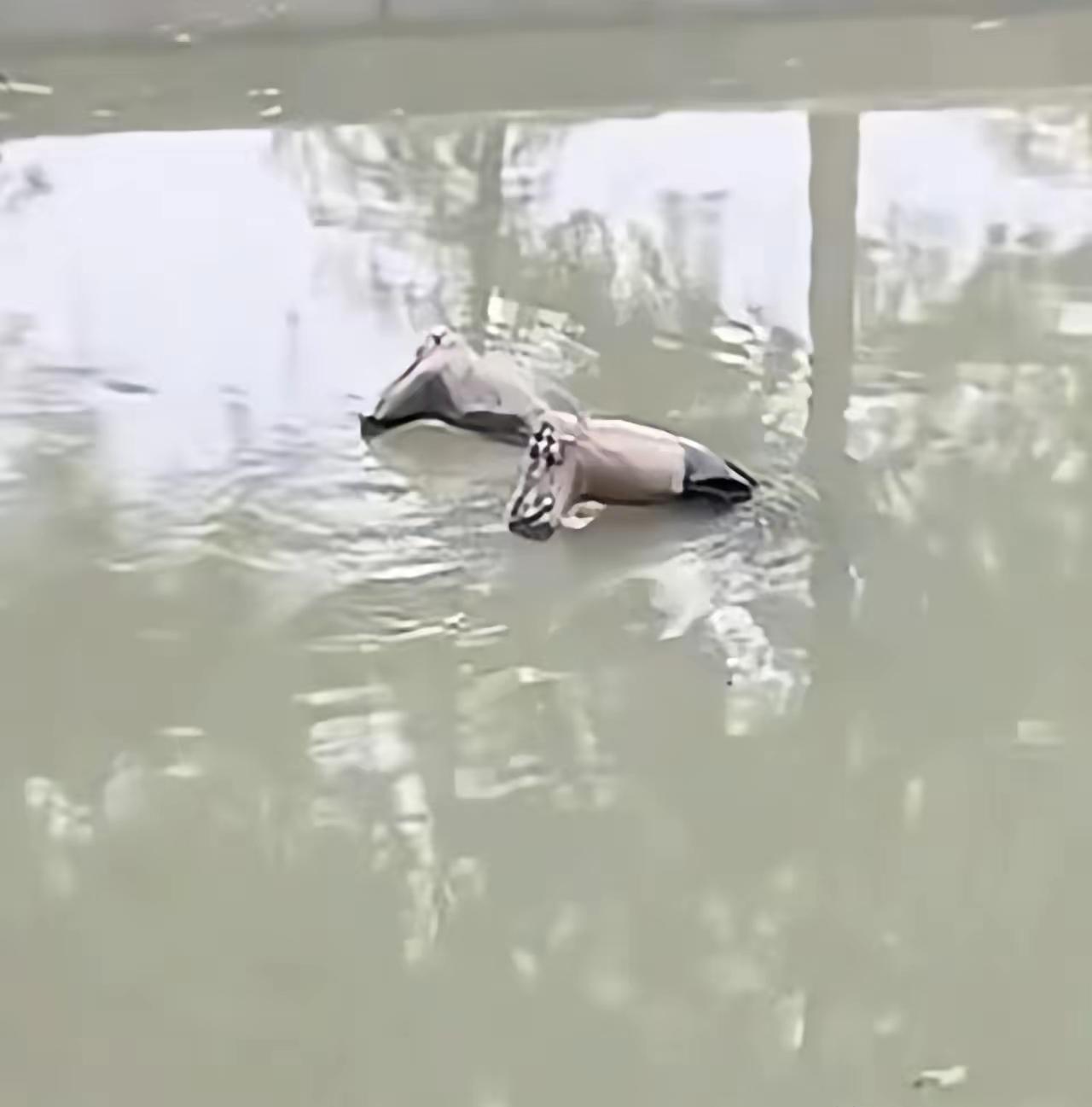 11月4日，上海松江，一男子在骑行时看到一双雨靴漂浮在河中，男子当时很怕害怕，立