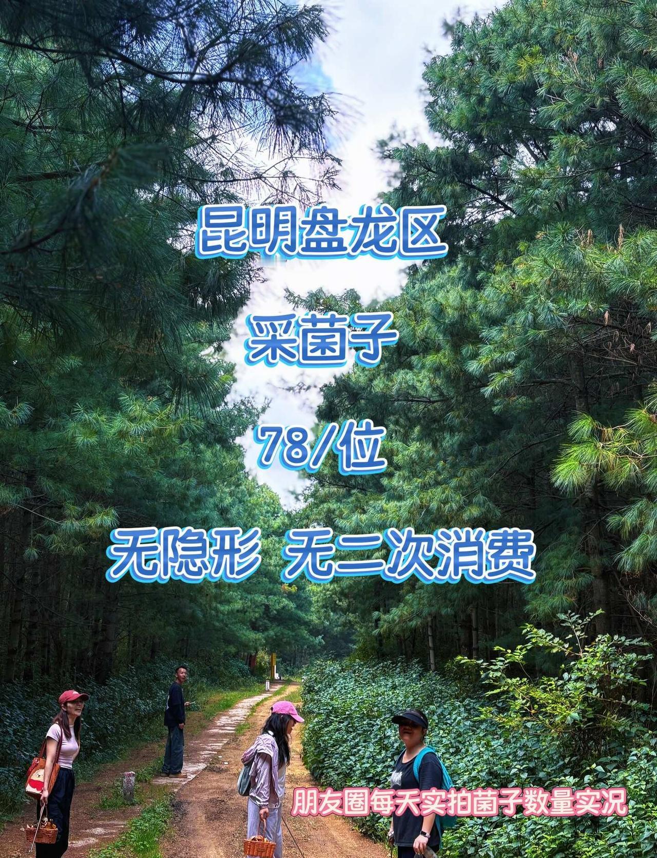 9.8昆明实拍🍄8人小队人均5斤实现菌子自由
📸9.8昆明进山实拍，沉浸式体