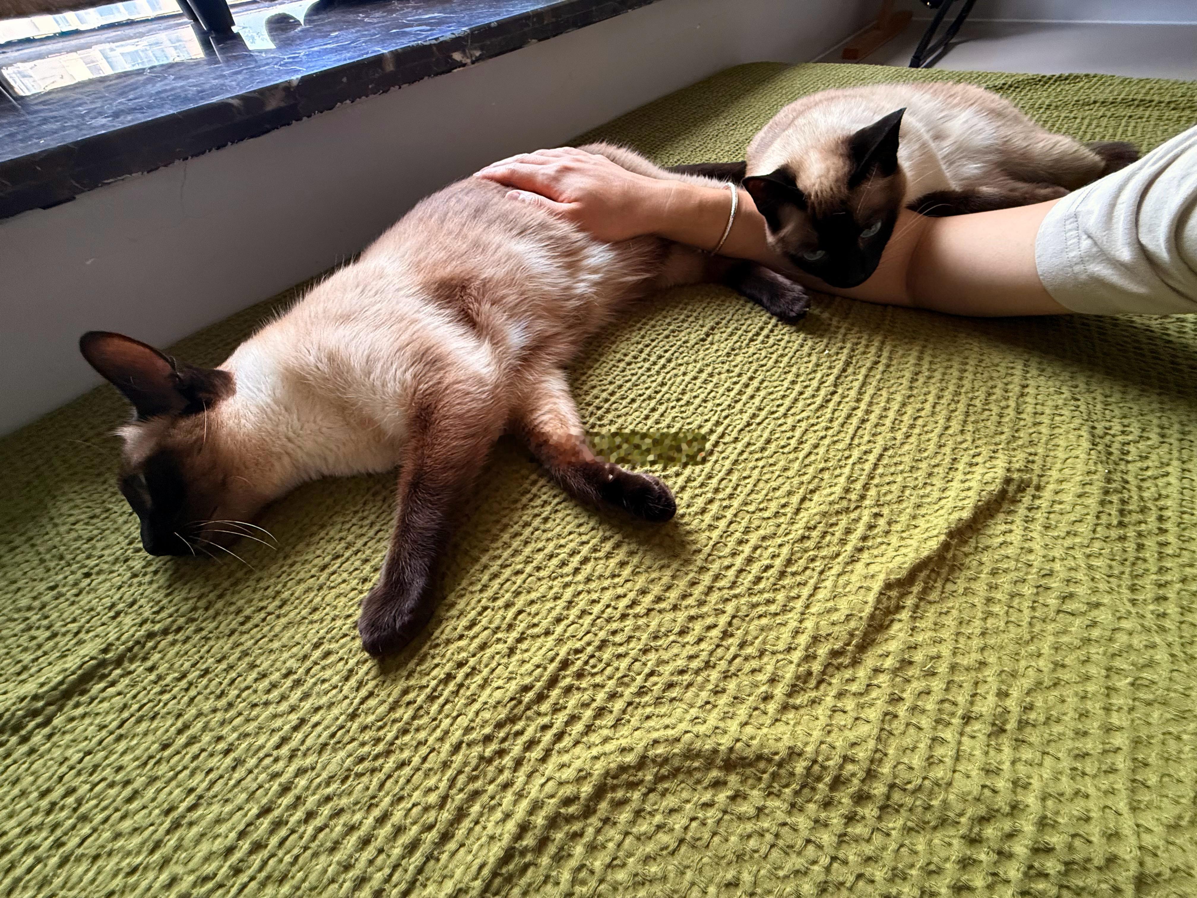 现在每天在家陪猫猫的感觉也太好了！小帅Craft