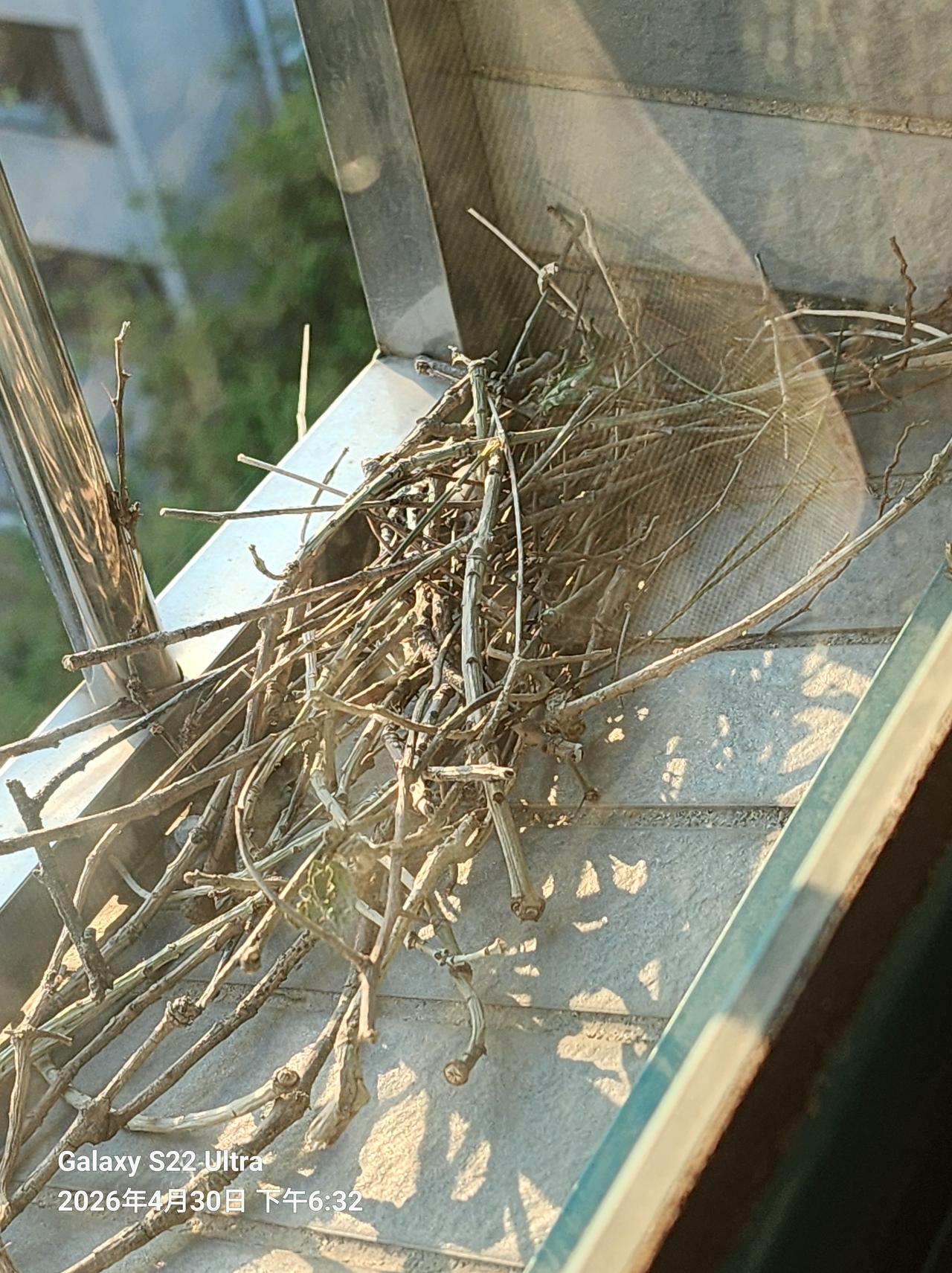 窗台上，不知道什么鸟做的窝，这也太简陋了！

要不要给它们加点什么？

两个黑色