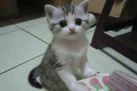 就跟女孩一样，猫大十八变