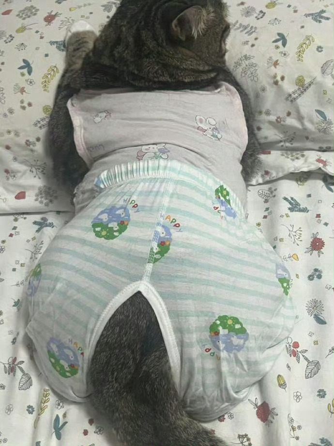 猫咪，你这么妖娆，不要命了
