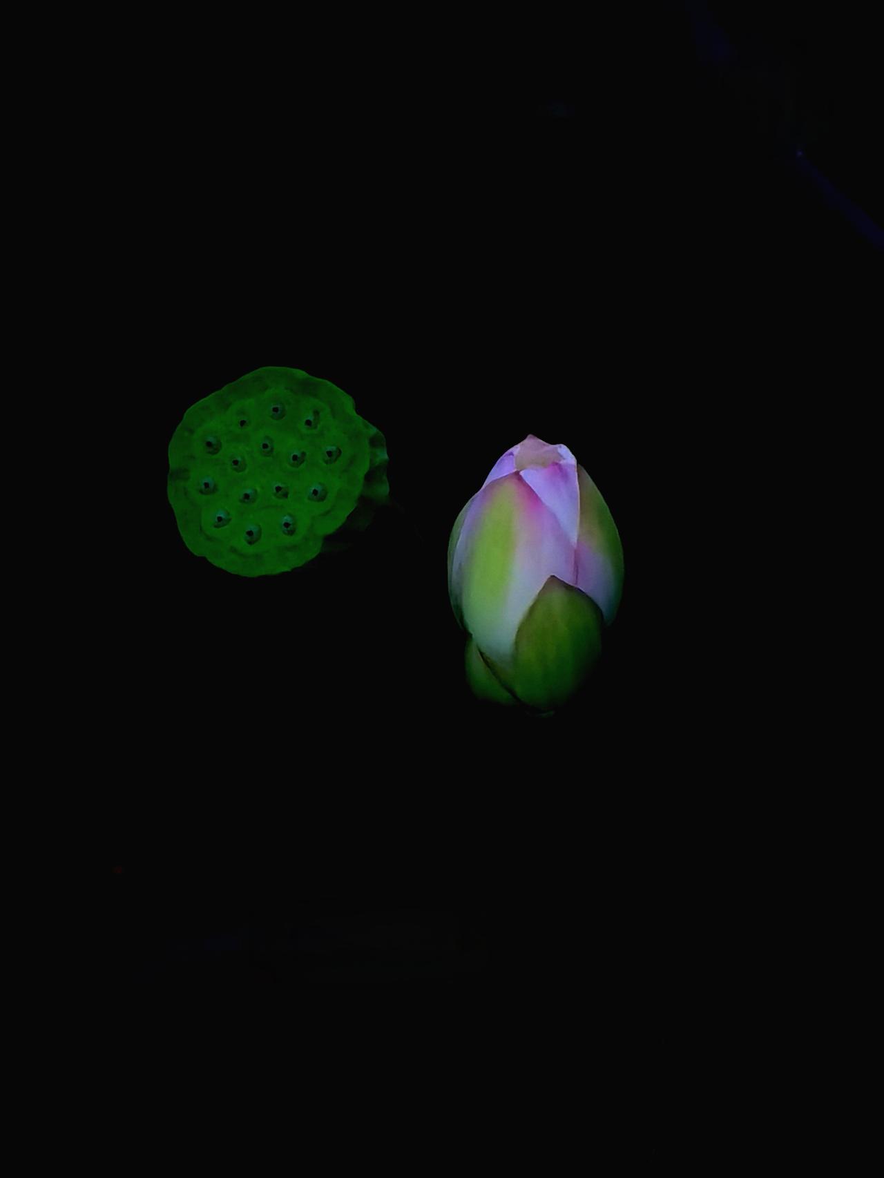 白莲花莲蓬荷叶，白莲花小而不妖荷池清莲 莲荷意境 清透荷花 莲花圣洁干净 白莲