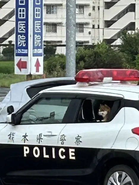 这是第几个被熊本县👮逮捕的小狗了😂