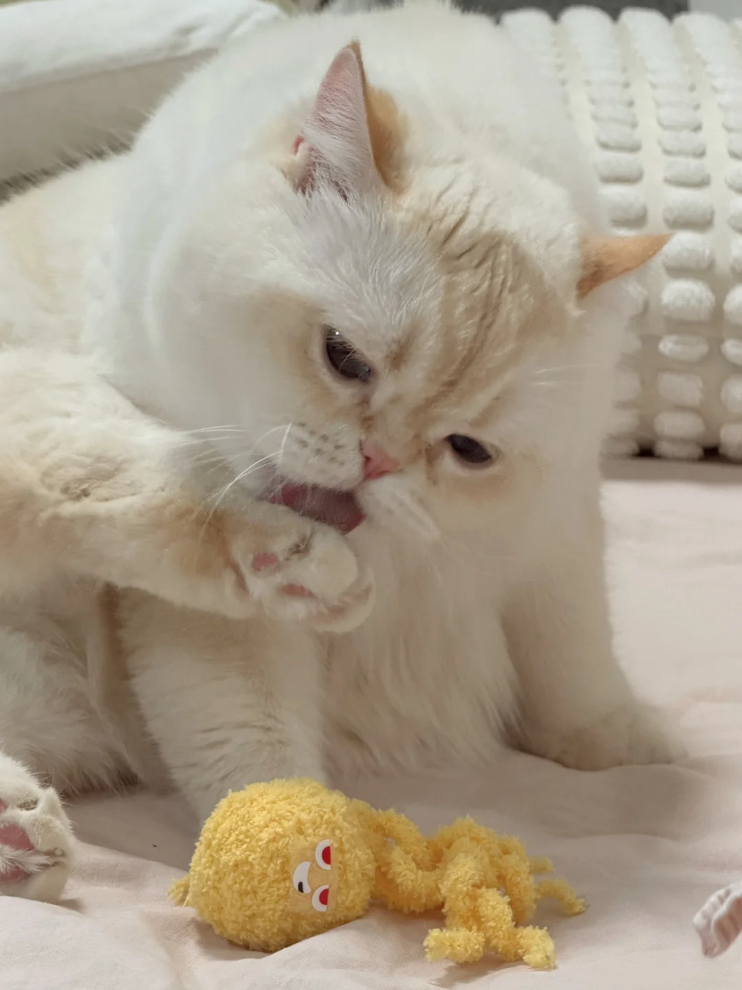 钩织小猫玩具🪀