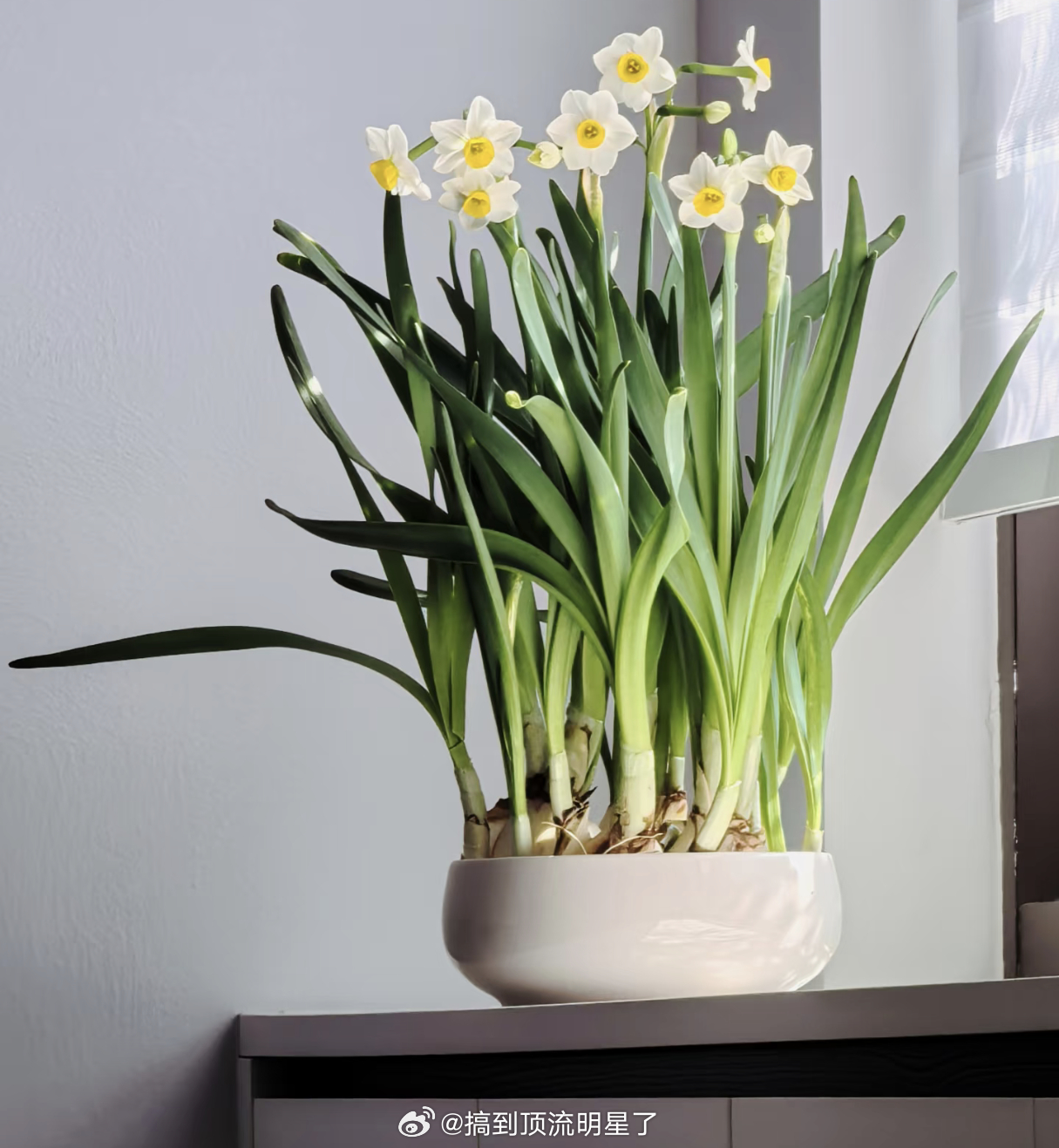 爱己水仙成了云南花市新宠当代女生的底气：我值得，我给自己，爱自己 