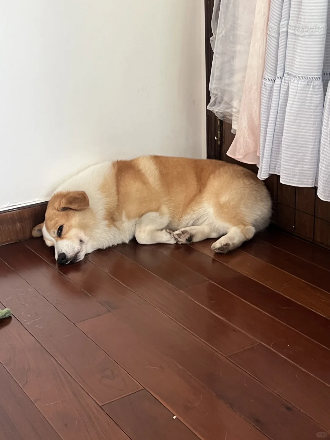 会找空调风最大的地方睡觉