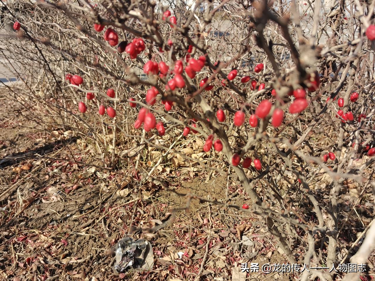 春日生活打卡季