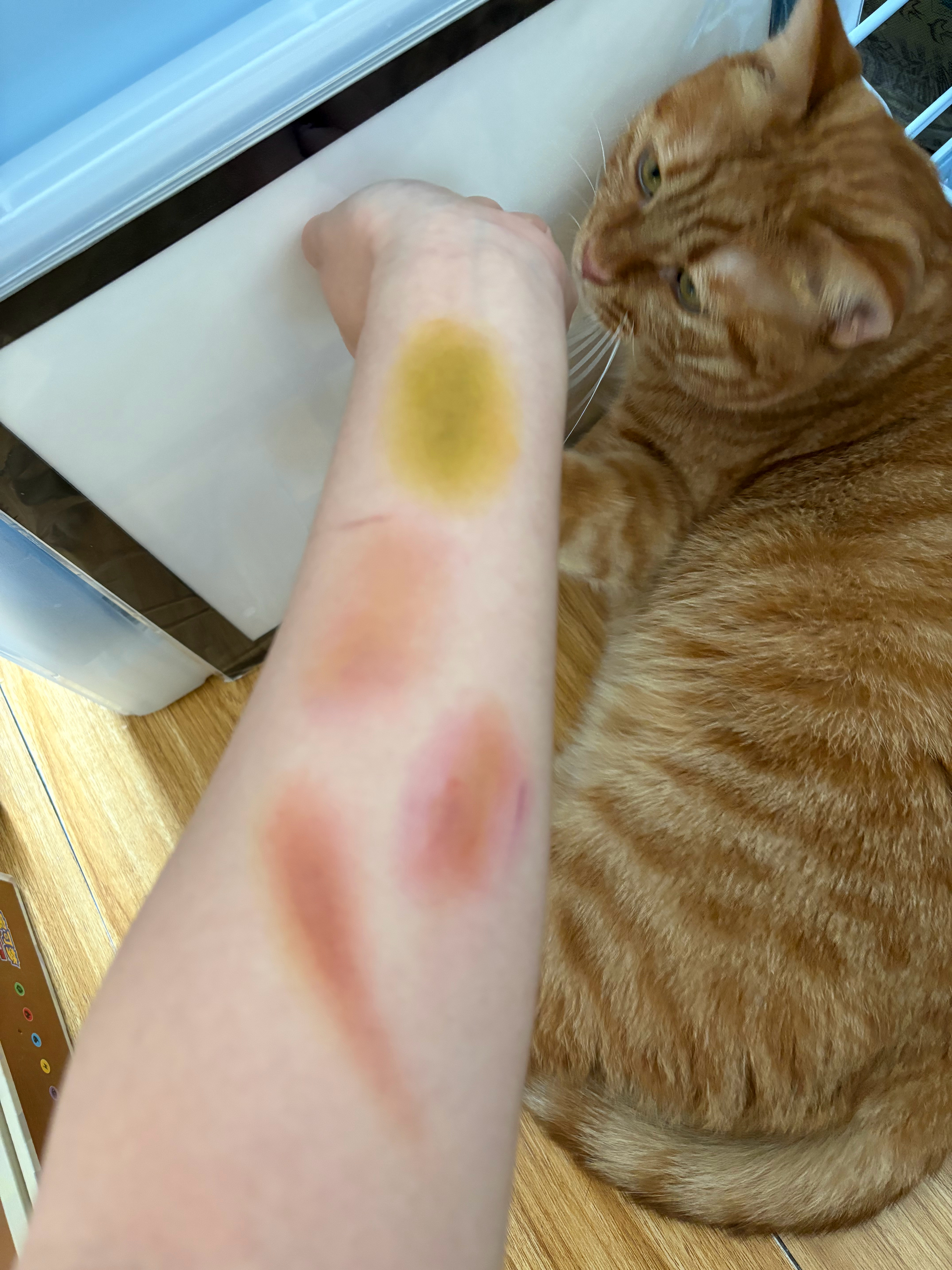 🥺大米打的要让猫知道什么叫人心险恶，我要嫁祸他！然后他急得就说人话了！ 