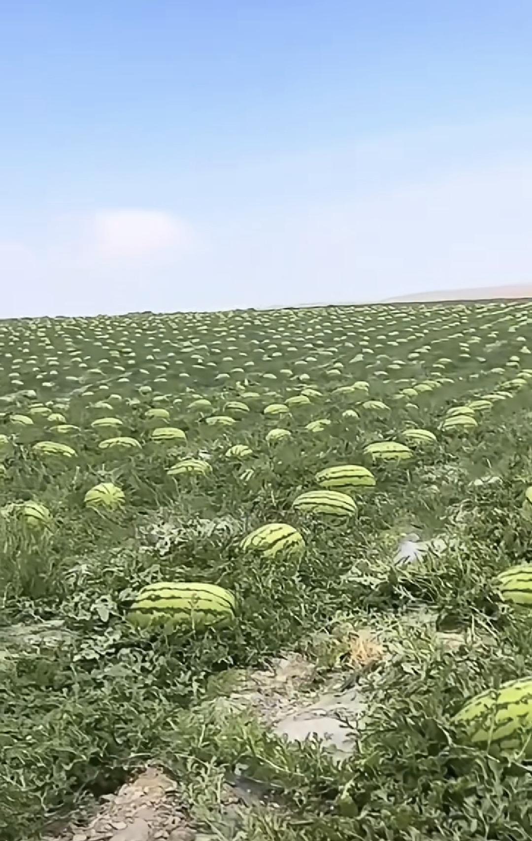 看到这张照片，想起三十多年前我在部队时任连长的时候，为支持地方经济建设，用卡车到