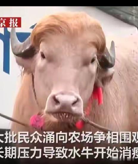 因长相酷似特朗普，
水牛宰杀前居然奇迹得救，
哈哈哈，名字叫特牛！
它金色的毛发
