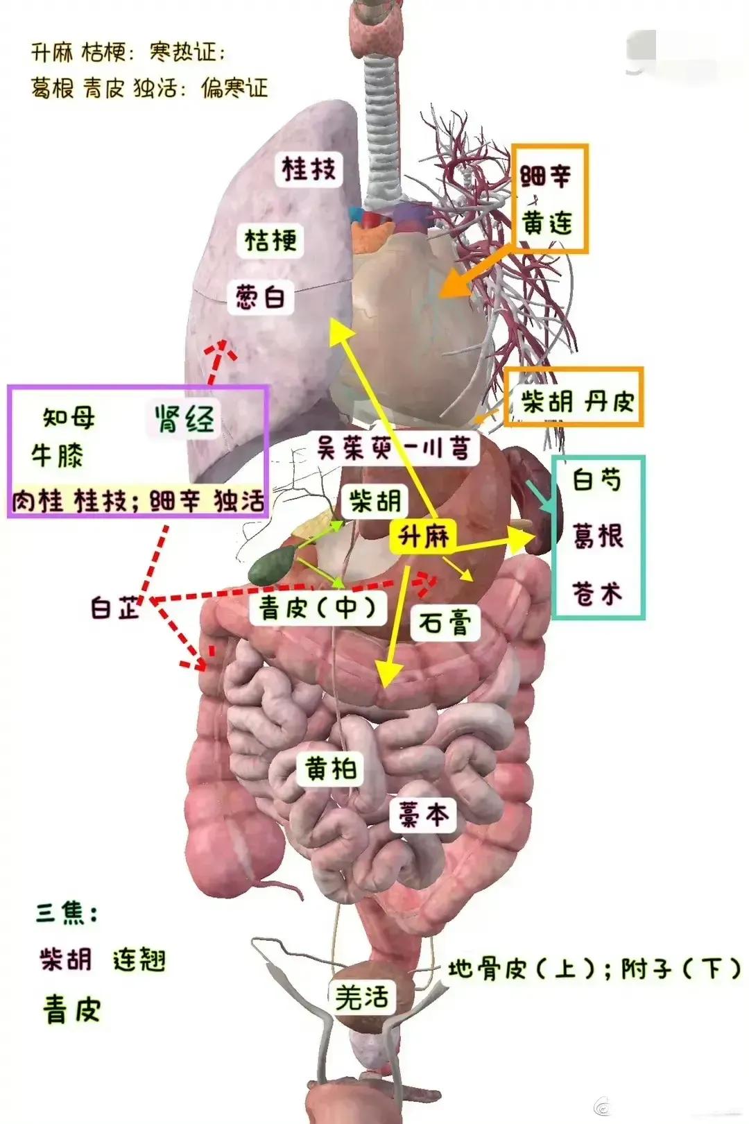 你是否常常因为身体不适而苦恼？又是否因为不知道如何选择中药而犯难？今天，我要教你