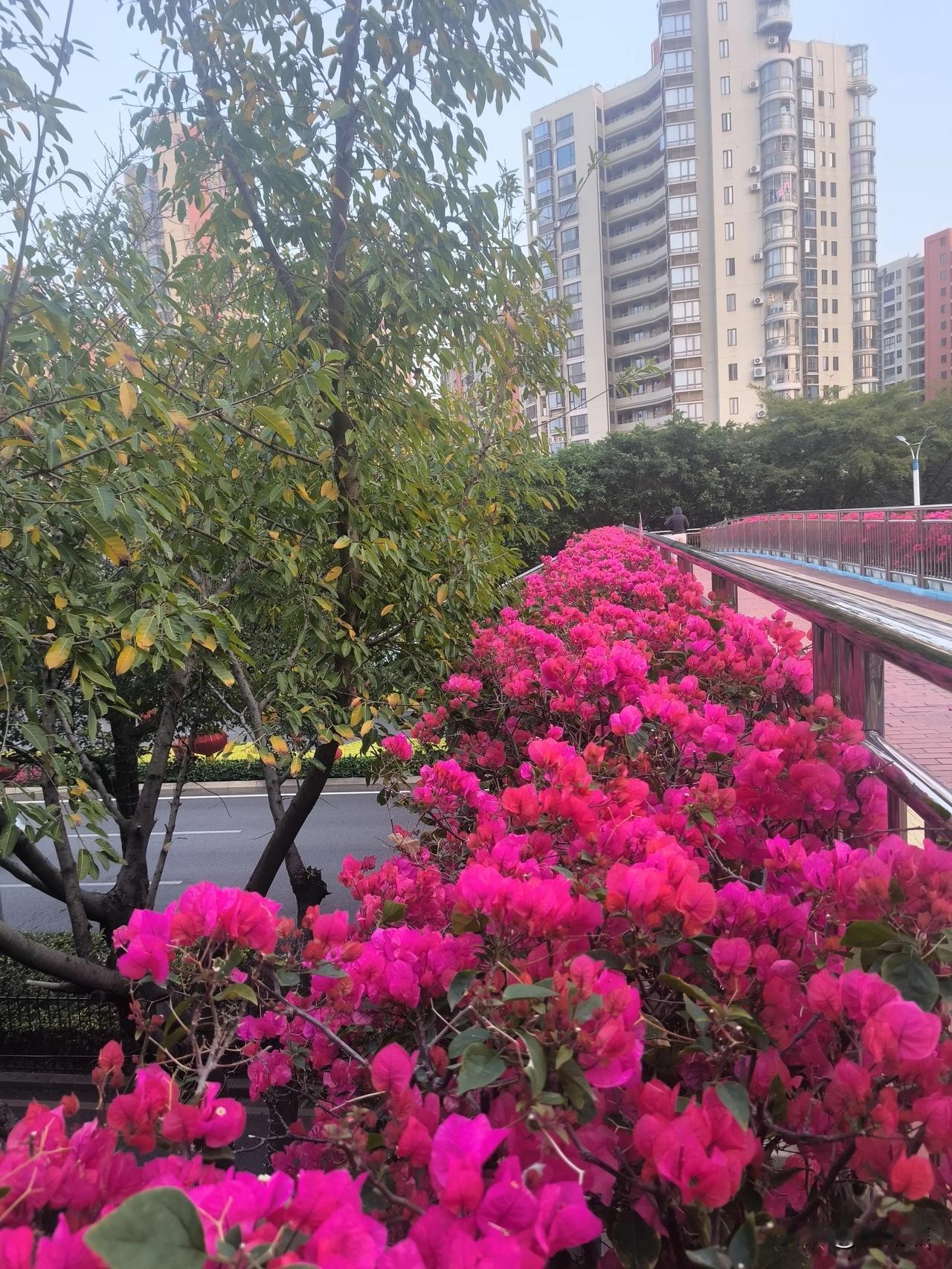 今日立春，岁月安排下的这场相逢，原不必是一场盛大的花开。它只是在最深的冬里，让你