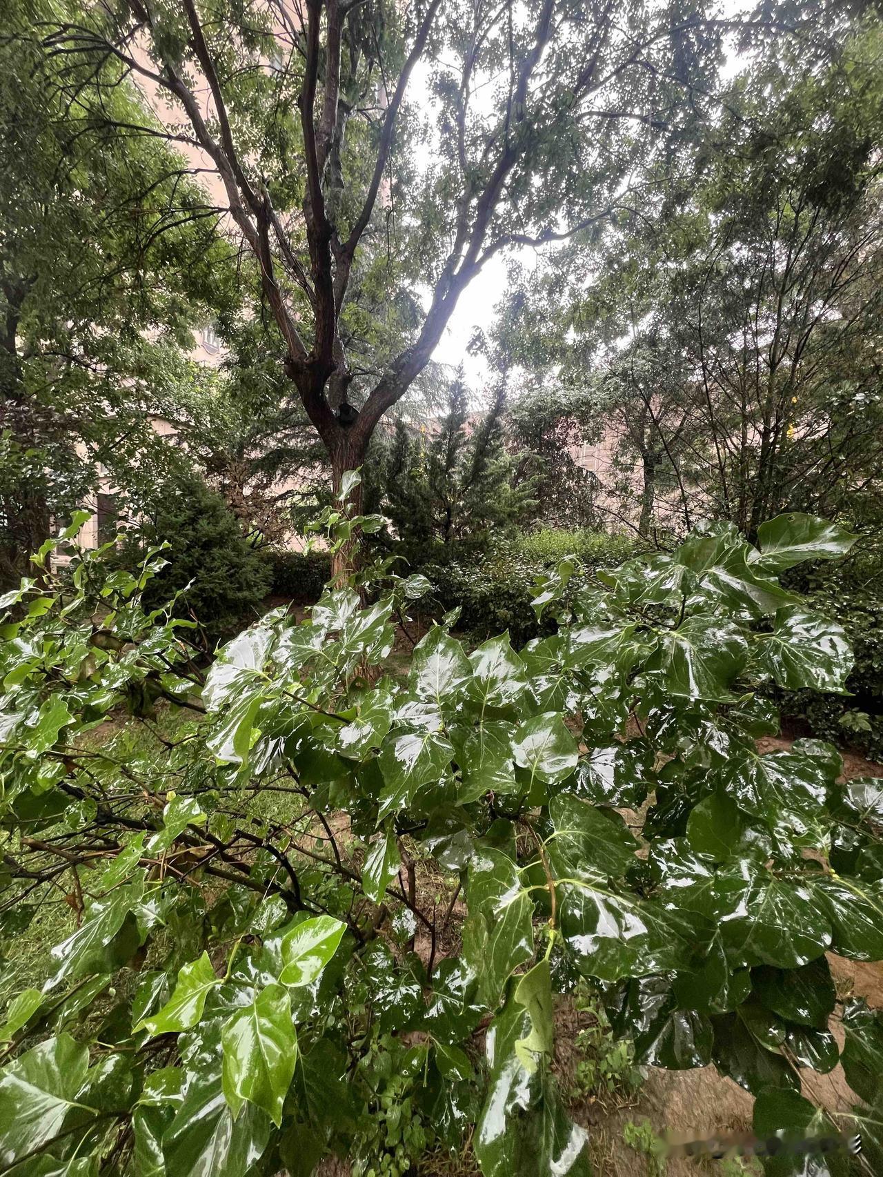 镜头下的兰州这几场雨太给力，不是急风暴雨，而是慢腾腾地连阴雨，如此雨水利用率极高