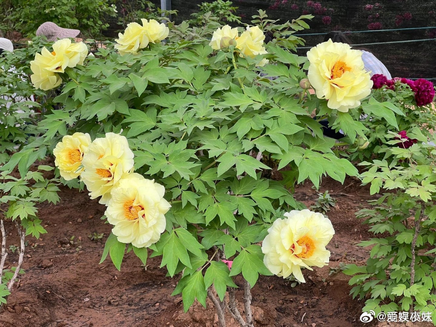 外籍友人组团来洛阳赏花洛阳牡丹有多绝？我想去现场看一看，毕竟是花中之王，谁人不爱