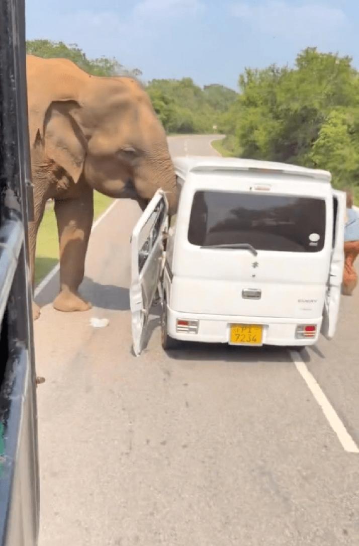 斯里兰卡发生惊险野生动物袭击事件。日前，一批俄罗斯游客参加当地野生动物观光行程，