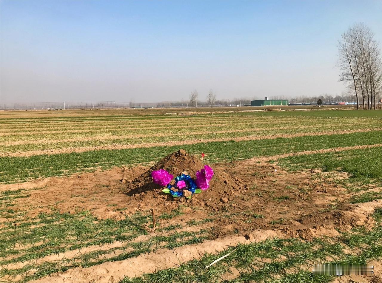 （1476）：孩子，早上好。今年深圳估计又是一个“暖冬”，今天气温将要达到26摄