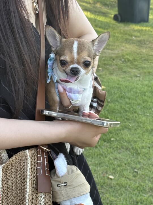 偶遇的一只可可爱爱的小鼻噶！