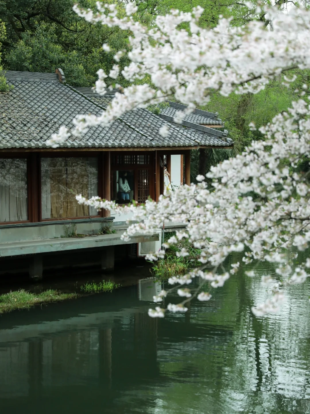 2024樱花开了❗️西湖赏樱私藏citywalk路线🌸