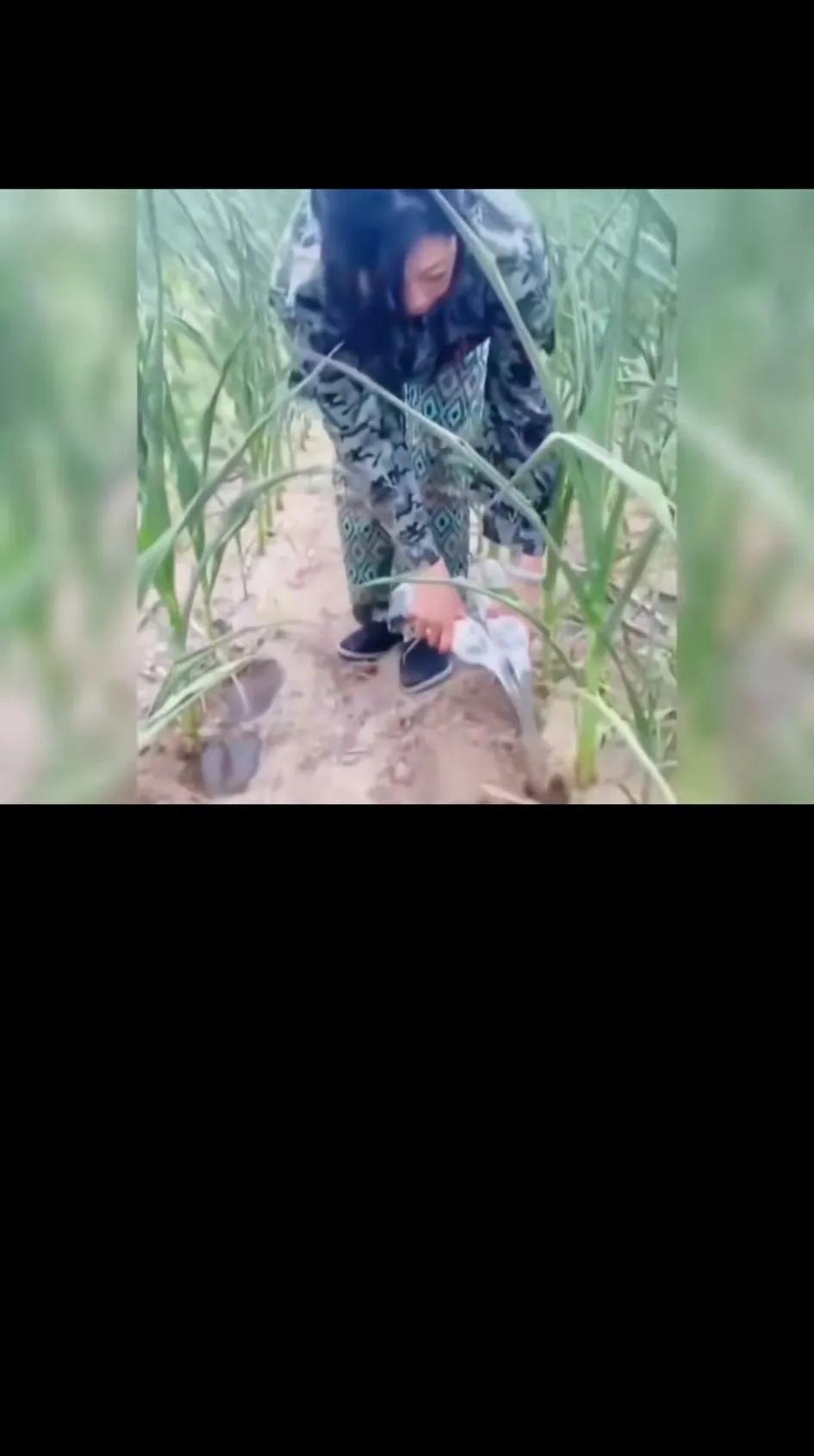 这段时间河南干旱，看到不少视频里农作物都干死了，今天看了一个大姐用瓶装矿泉水浇干